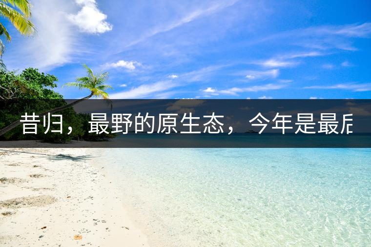 昔歸，最野的原生態(tài)，今年是最后一年了！