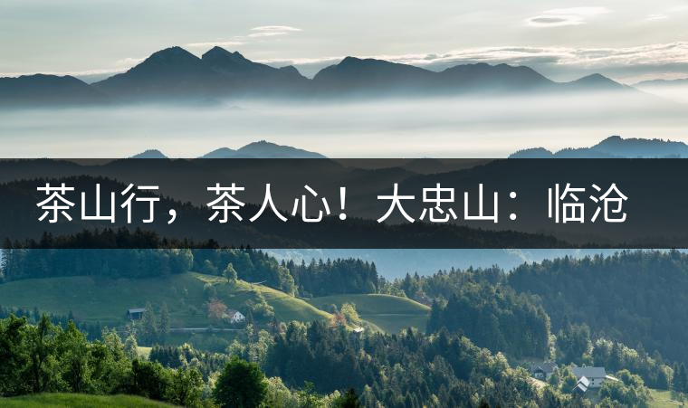 茶山行，茶人心！大忠山：臨滄之龍，雪山之熊
