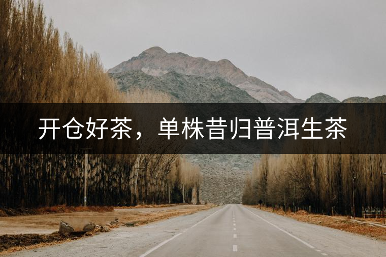 開倉好茶，單株昔歸普洱生茶