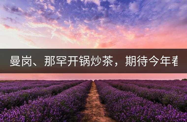 曼崗、那罕開(kāi)鍋炒茶，期待今年春茶！