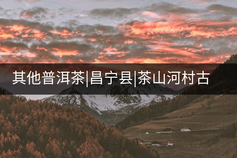 其他普洱茶|昌寧縣|茶山河村古茶樹(shù)群