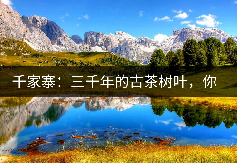 千家寨：三千年的古茶樹葉，你還有機(jī)會(huì)喝到嗎？