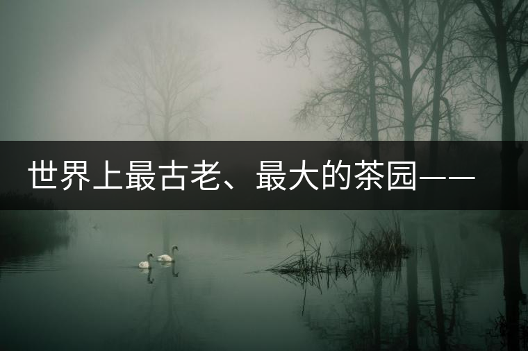 世界上最古老、最大的茶園——芒景