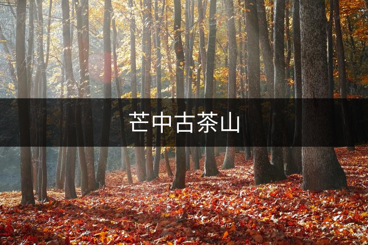 芒中古茶山 芒中古茶山