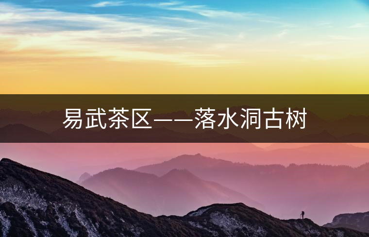 易武茶區(qū)——落水洞古樹 易武茶區(qū)——落水洞古樹