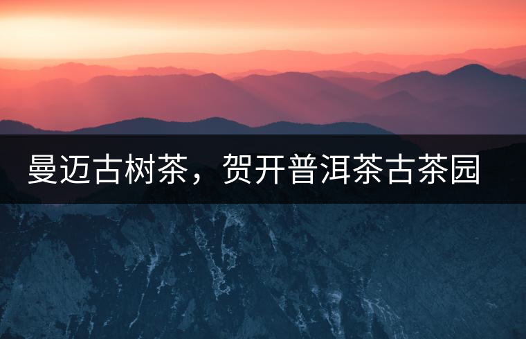 曼邁古樹茶，賀開普洱茶古茶園的華彩綻放