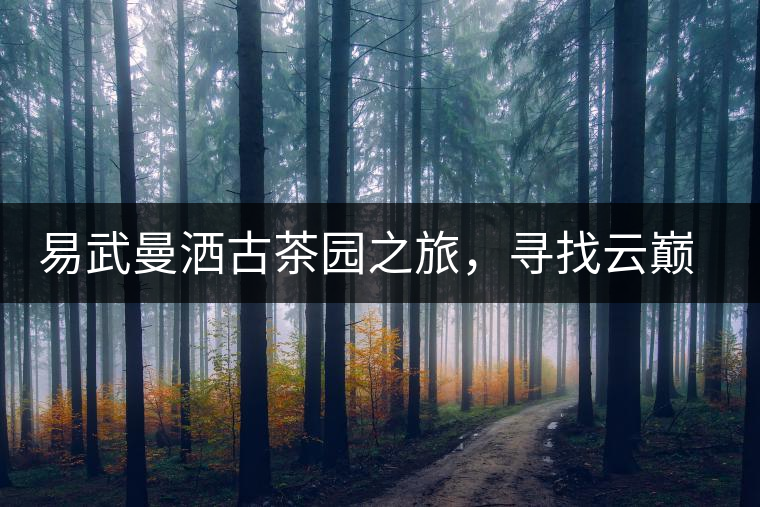 易武曼灑古茶園之旅，尋找云巔上的好茶