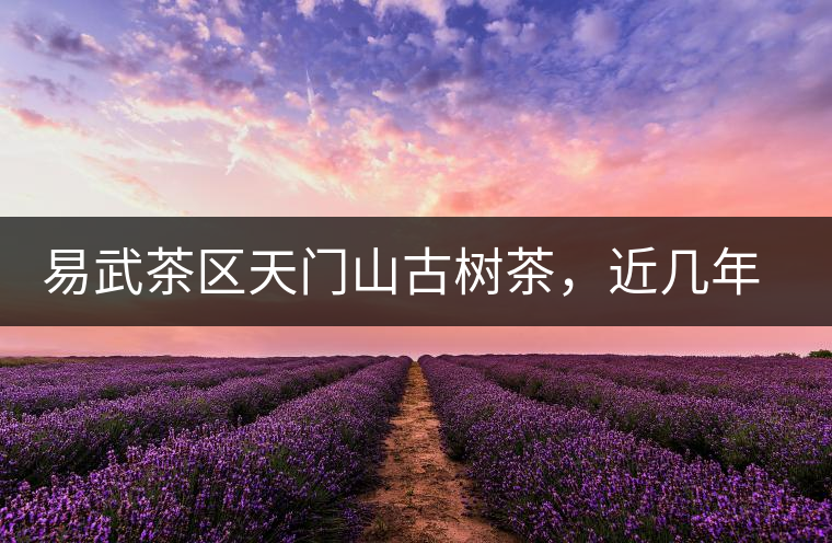 易武茶區(qū)天門山古樹茶，近幾年的熱門山頭