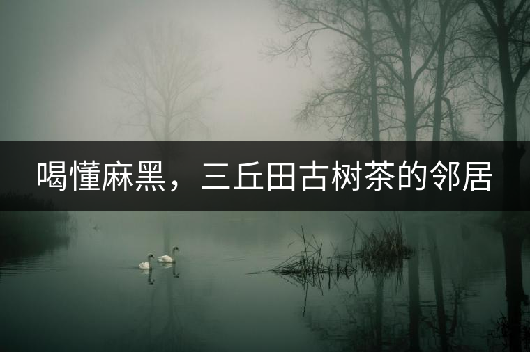 喝懂麻黑，三丘田古樹茶的鄰居