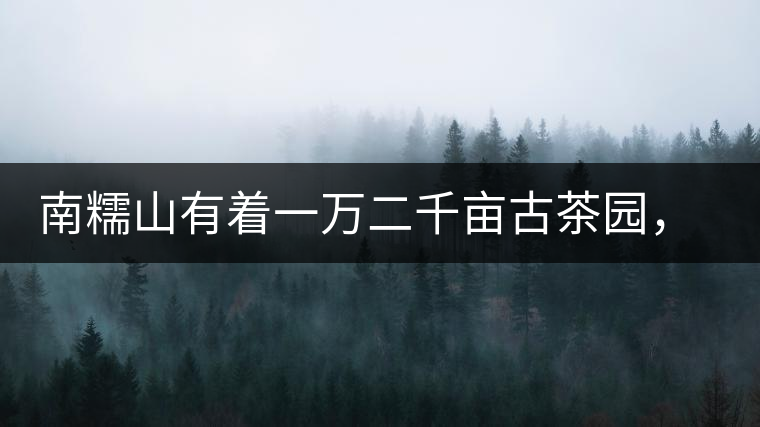 南糯山有著一萬二千畝古茶園，還有一棵枯死八百年樹齡的茶王樹