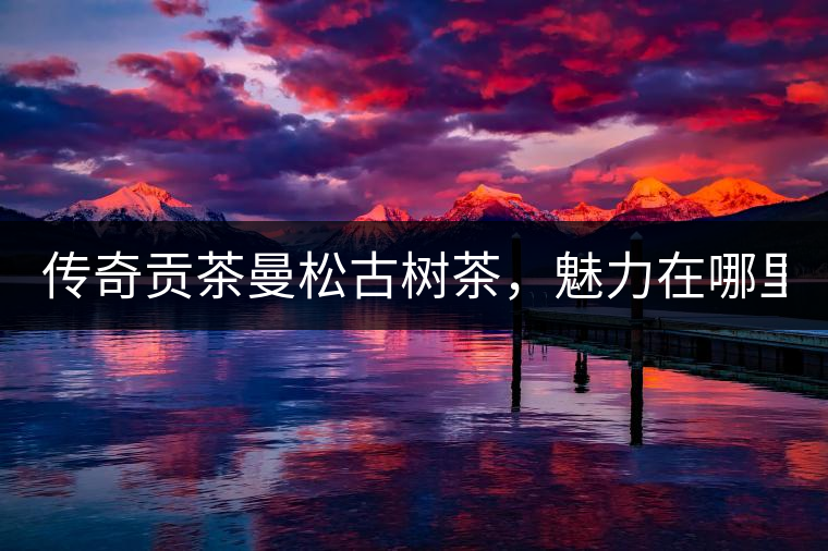 傳奇貢茶曼松古樹(shù)茶，魅力在哪里？