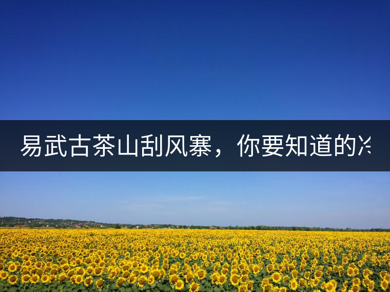 易武古茶山刮風(fēng)寨，你要知道的冷知識！