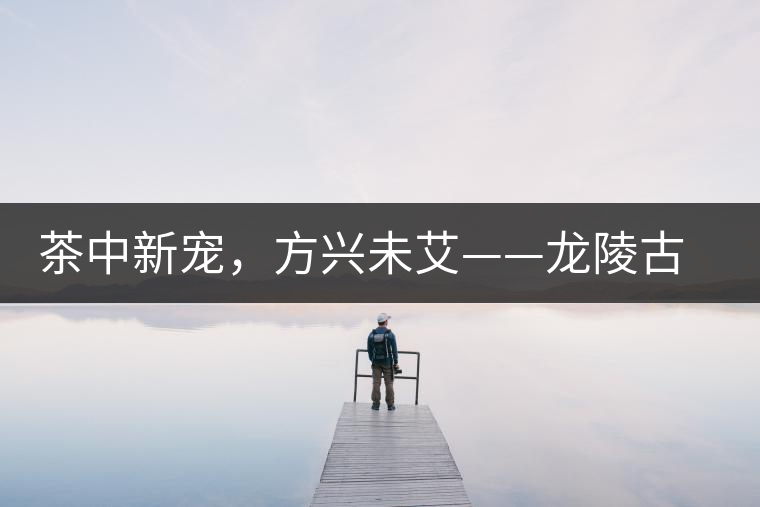 茶中新寵，方興未艾——龍陵古樹(shù)茶介紹