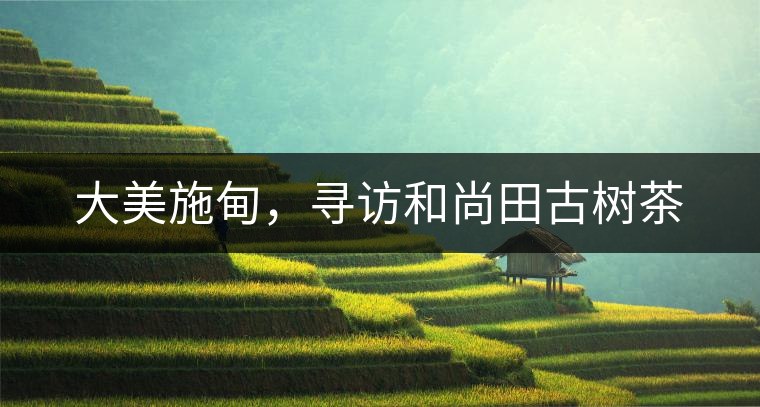 大美施甸，尋訪和尚田古樹茶