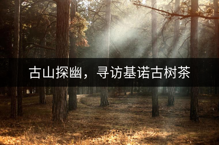 古山探幽，尋訪基諾古樹茶