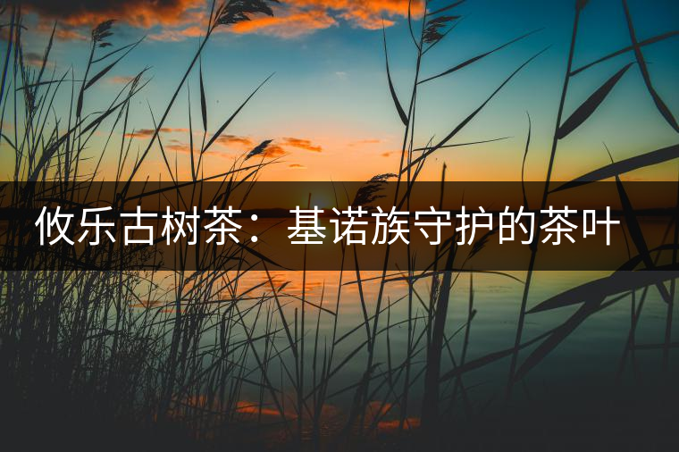 攸樂古樹茶:基諾族守護(hù)的茶葉森林 攸樂古樹茶:基諾族守護(hù)的茶葉森林