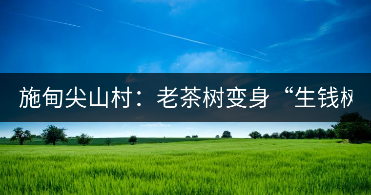 施甸尖山村：老茶樹(shù)變身“生錢樹(shù)”