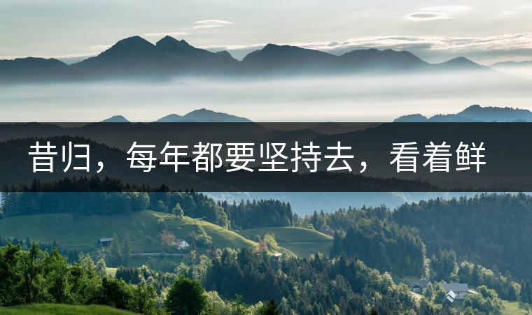 昔歸，每年都要堅(jiān)持去，看著鮮葉都是香甜的