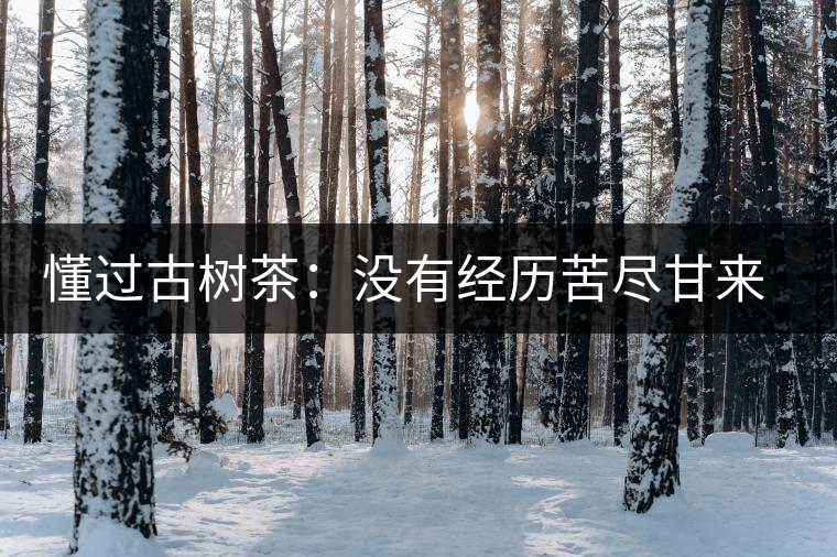 懂過(guò)古樹(shù)茶：沒(méi)有經(jīng)歷苦盡甘來(lái)的人，不足以談懂過(guò)