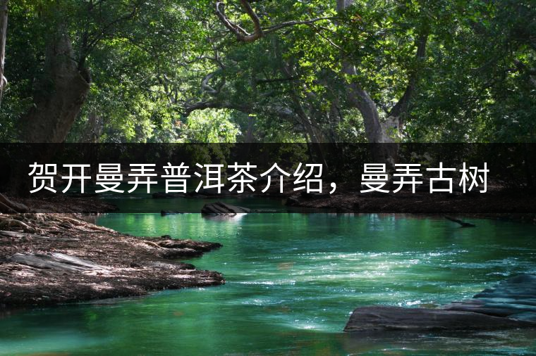 賀開(kāi)曼弄普洱茶介紹，曼弄古樹(shù)茶口感特點(diǎn)