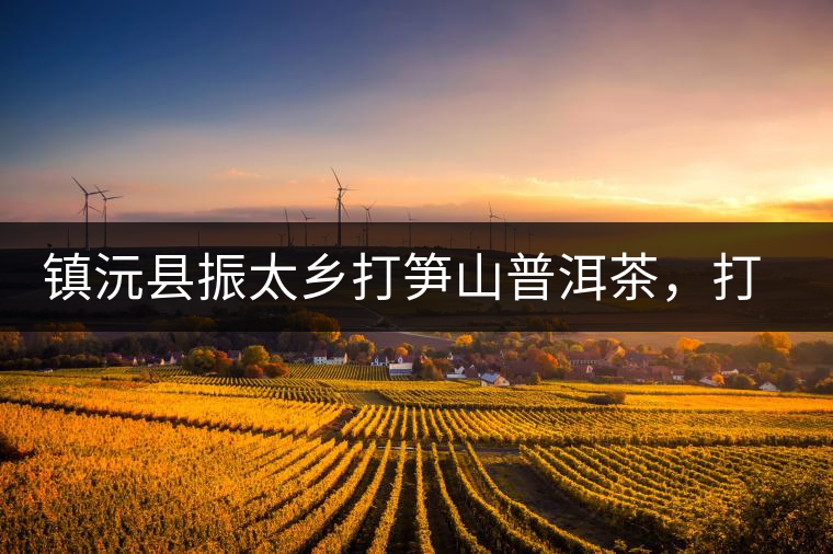 鎮(zhèn)沅縣振太鄉(xiāng)打筍山普洱茶，打筍山古樹(shù)茶口感特點(diǎn)