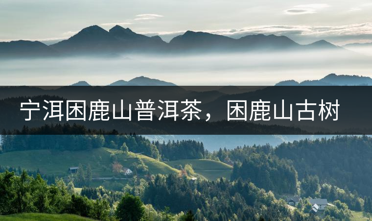 寧洱困鹿山普洱茶，困鹿山古樹茶口感特點(diǎn)