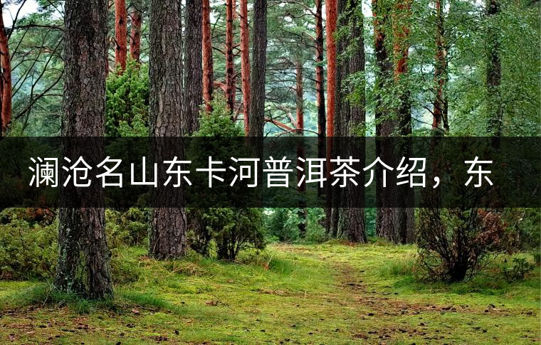 瀾滄名山東卡河普洱茶介紹，東卡河古樹茶口感特點