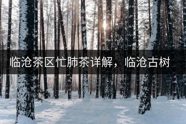 臨滄茶區(qū)忙肺茶詳解，臨滄古樹茶口感特點(diǎn)