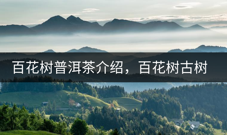 百花樹普洱茶介紹，百花樹古樹茶口感特點