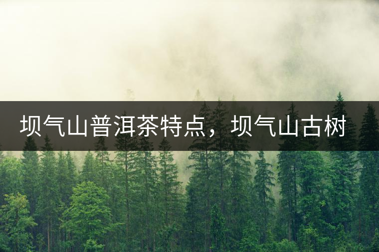 壩氣山普洱茶特點，壩氣山古樹茶介紹