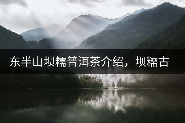 東半山壩糯普洱茶介紹，壩糯古樹茶口感特點