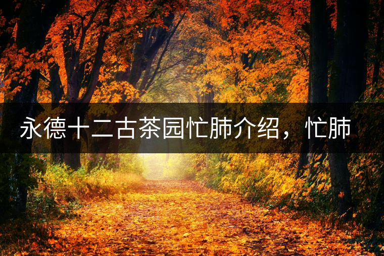 永德十二古茶園忙肺介紹，忙肺茶特點