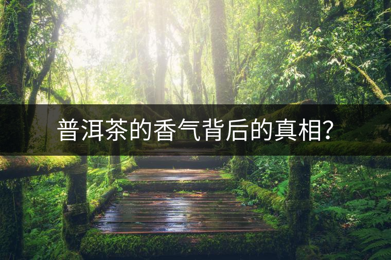 普洱茶的香氣背后的真相？