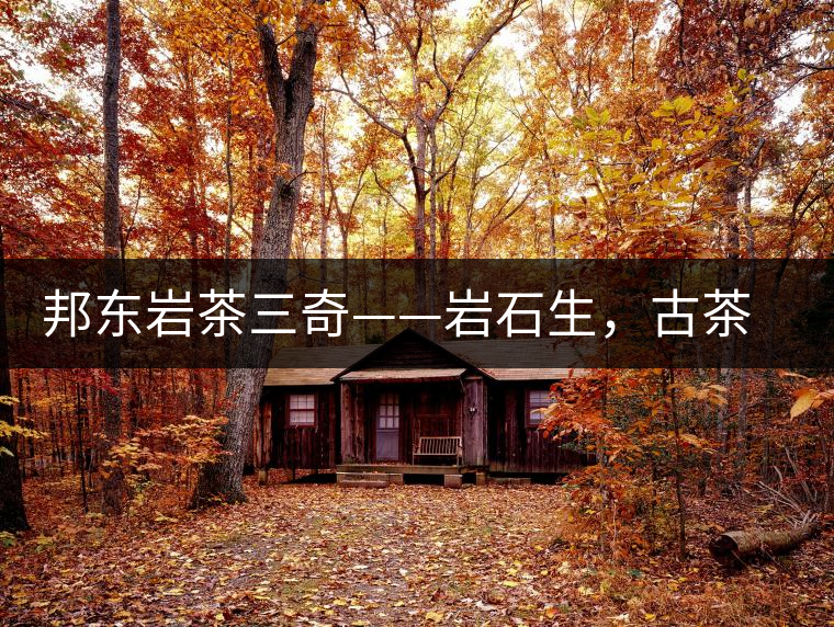邦東巖茶三奇——巖石生，古茶韻，原野香