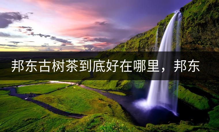 邦東古樹茶到底好在哪里，邦東茶區(qū)普洱茶風(fēng)格特點(diǎn)