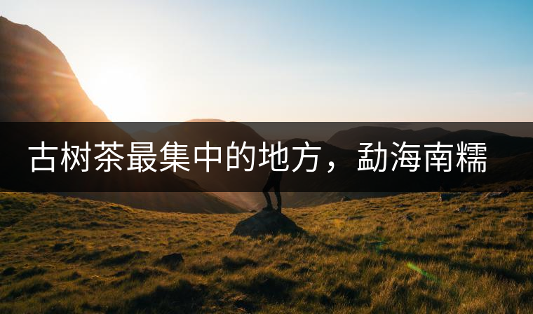 古樹(shù)茶最集中的地方，勐海南糯山古茶山介紹