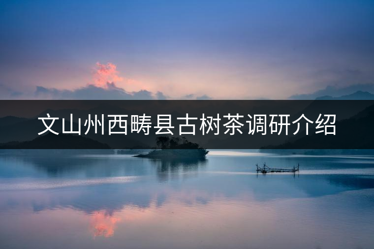 文山州西疇縣古樹(shù)茶調(diào)研介紹