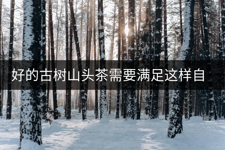 好的古樹山頭茶需要滿足這樣自然條件，以大忠山為例！