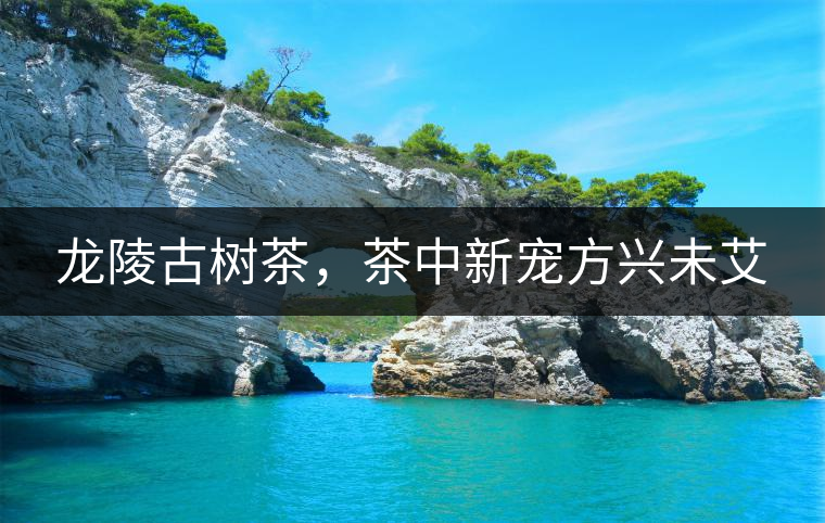 龍陵古樹茶，茶中新寵方興未艾