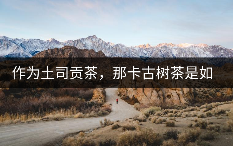 作為土司貢茶，那卡古樹茶是如何在眾多茶中脫穎而出的