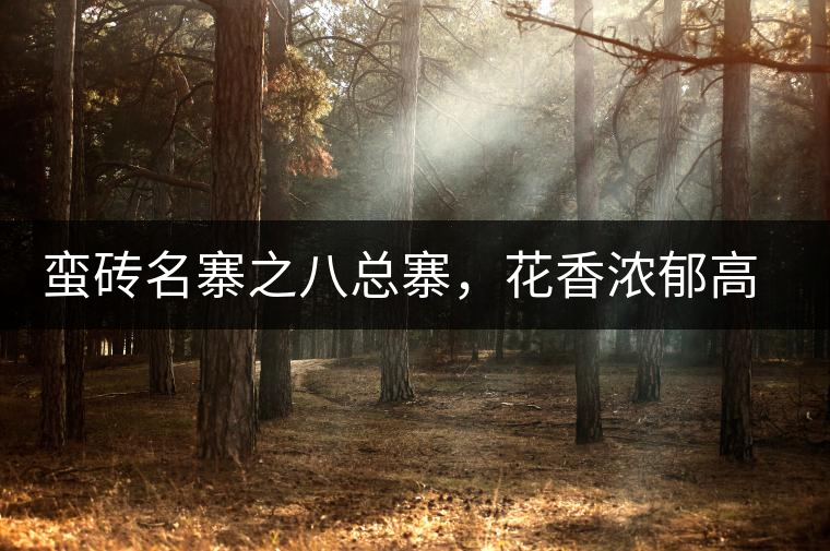 蠻磚名寨之八總寨，花香濃郁高揚