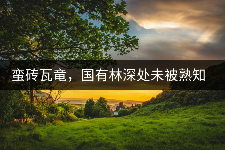 蠻磚瓦竜，國有林深處未被熟知的山頭