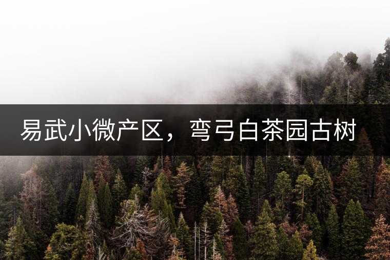 易武小微產(chǎn)區(qū)，彎弓白茶園古樹(shù)茶介紹