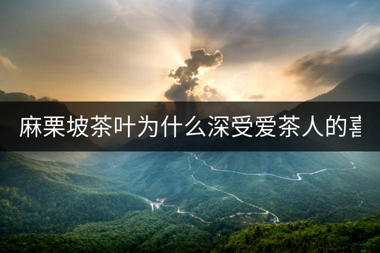 麻栗坡茶葉為什么深受愛(ài)茶人的喜愛(ài)？