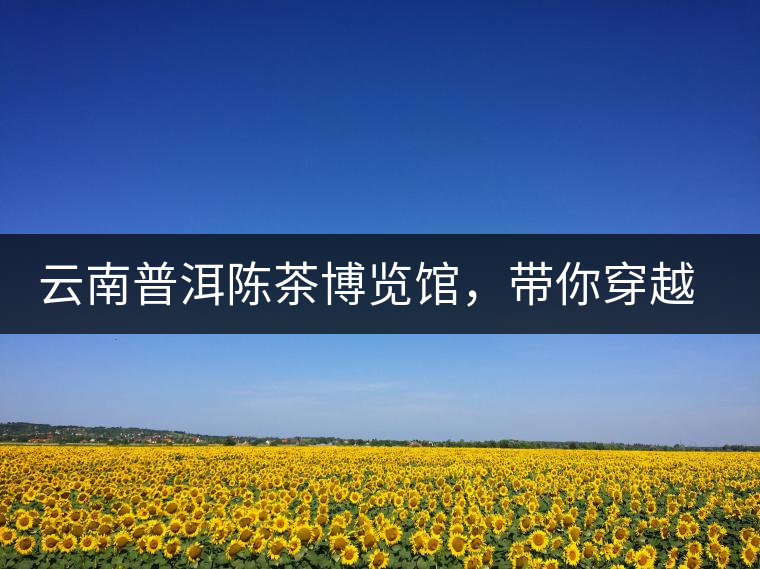 云南普洱陳茶博覽館，帶你穿越時(shí)光，品普洱老茶