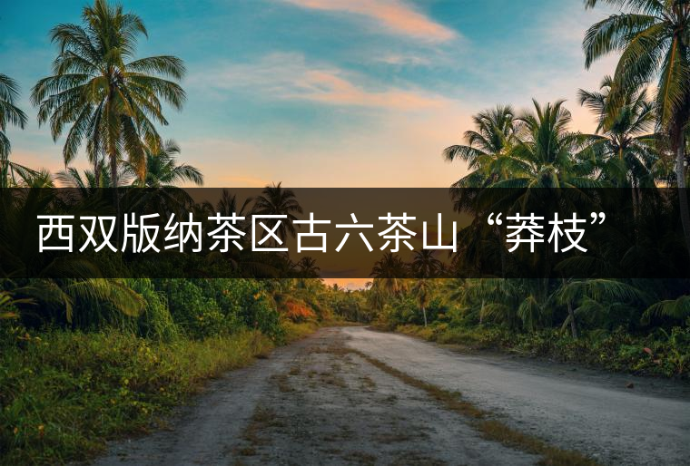 西雙版納茶區(qū)古六茶山“莽枝”古樹(shù)茶特點(diǎn)講解