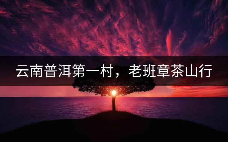 云南普洱第一村，老班章茶山行