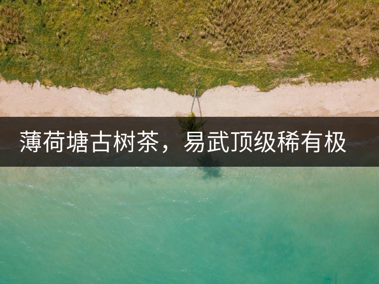 薄荷塘古樹茶，易武頂級稀有極品