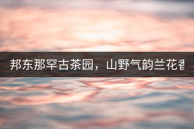邦東那罕古茶園，山野氣韻蘭花香！
