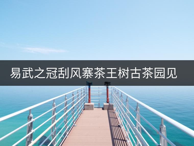 易武之冠刮風寨茶王樹古茶園見聞 易武之冠刮風寨茶王樹古茶園見聞